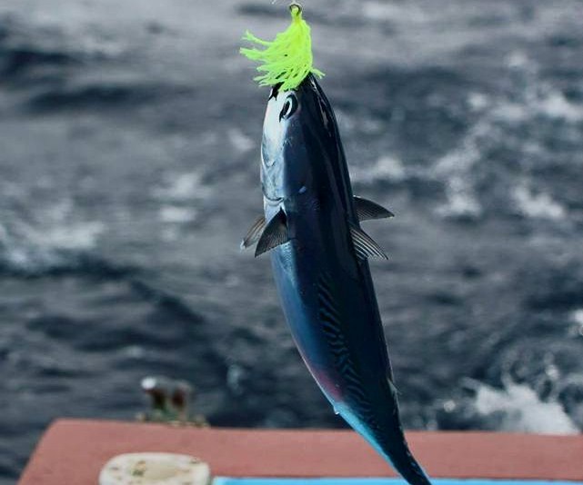 Abaco "Tuna"